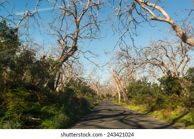 the way in forest