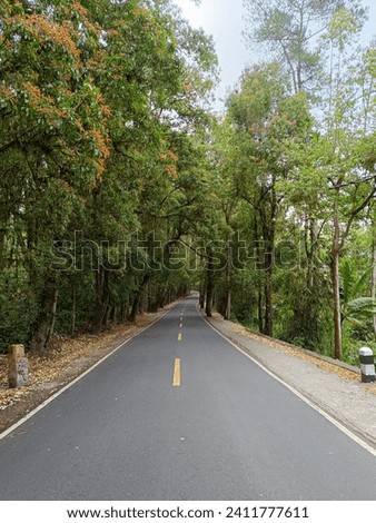 The way to the forest at kintamani