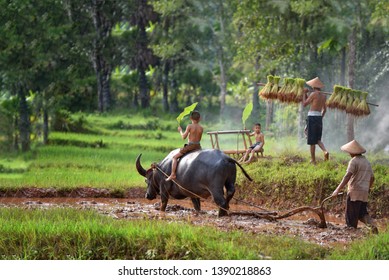 The way of life of Asian people in rural areas, Vietnamese farmers carrying rice seedlings to grow Asian farmers carrying rice seedlings in the back before planting water buffalo to work in rice.