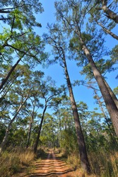 Way In The Pine Forest, Pine Forest In North Of Thailand