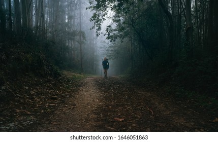 Way of Saint James in Nothern Spain. Pilgrim backpacker female going by the path through Eucalyptus forest back view image shoot. Holy places pilgrimage concept image.
