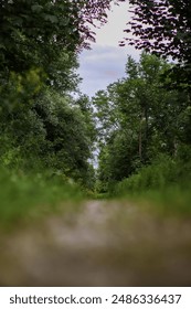 A way through dense forest 