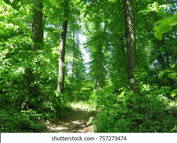 way through the forest