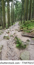 Way through Forest