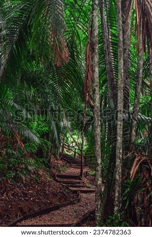 Way through rain forest nationalparc