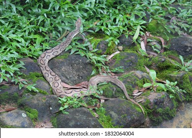 Wayanad, India: October 11,2020: A Russel Viper Slithering In Backyard.