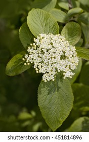 Wayfaring Tree, Viburnum Lantana