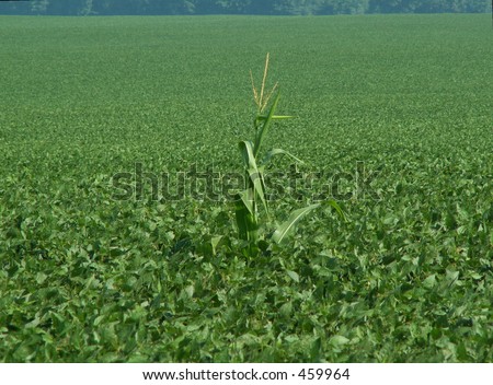 wayward corn