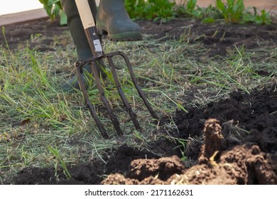 We dig up the ground with special pitchforks. A leg in a rubber boot digs black soil with a four-pronged pitchfork. Close-up