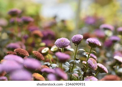We are in a grove of colorful flowers, pompons Chrysanthemum, pom pom flower