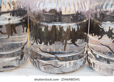 We have live eels available for sale, conveniently packed in water bottles for your convenience