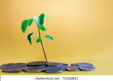 We Must Be Diligent Frugality money To Thrive up A Tree.