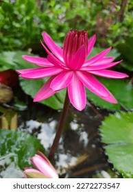 we need the mud inorder to make the lotus