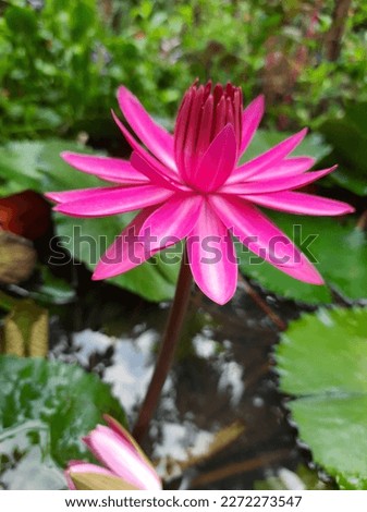 we need the mud inorder to make the lotus