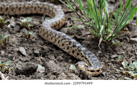We saved this snake from some farm equiptment. It was caught and we were able to set it free. This blow snake helps keep the mice population down on our farm. We were very happy to save it. 