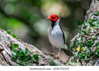 
We see a beautiful bird from the entire area of ​​northern Argentina, Parana River, commonly called Cardenilla, Entre Rios Arg. - Powered by Shutterstock