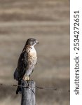 
We see a beautiful Lead Falcon (Falco Femoralis) very vigilant perched on a piece of wood, very difficult to photograph, a matching bird with great eyesight and flight speed, on the Las Carreras Tupu