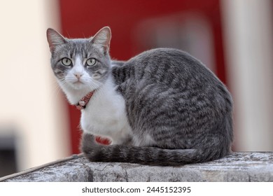 we see a grey and white cat perched on a stone surface. The cat’s body is turned, and it gazes directly at the camera with its green eyes. It wears a red collar adorned with a small bell. - Powered by Shutterstock