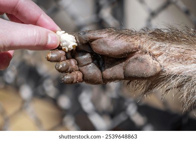 
We are seeing an image of two hands sharing a popcorn, a very emotional moment where someone is free and another crying out for it, Mendoza Arg zoo. Currently the zoo no longer exists.