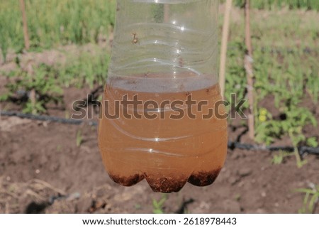 We set up some simple fruit fly traps in the garden to catch the flies that go after our tomatoes, chilies, and other crops 
