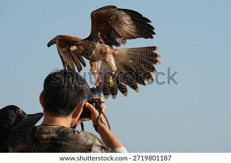 We train Harris falcons to fly in order to take photographs.