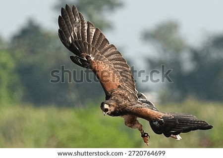 We train Harris falcons to fly in order to take photographs.