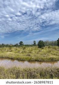 We will buy the former gold mining site to plant oil palms and at the same time save the damaged environment.