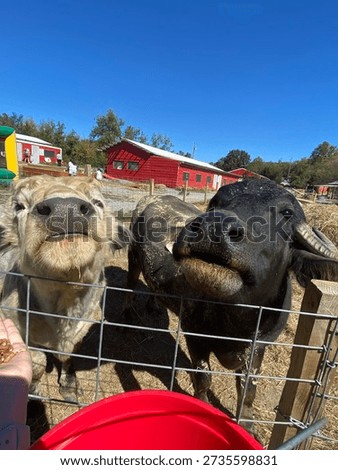We would like more snacks please. 