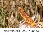 Weak corn crop. Grains on the cob of corn. A drought that destroyed crops. Lack of precipitation harms the corn harvest. Poor corn harvest.