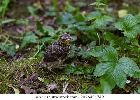 A weak, defenseless chick in the forest. Protecting the environment and wildlife.