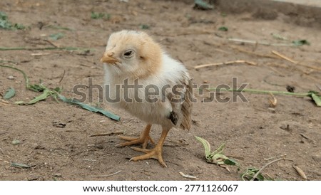 Weak newborn chick close up