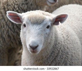 Weaned Lamb Looking Towards Camera Stock Photo (Edit Now) 33922867