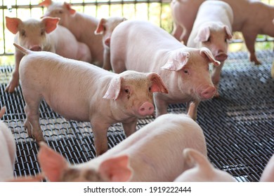 Weaned Piglets are intensely raised in steel cages of old-fashioned pig farms.
