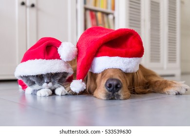 Wearing a Christmas hat of dogs and cats