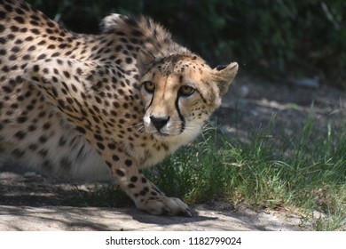 Weary crouching cheetah cat poised on a flat rock.