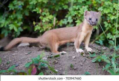 Weasel