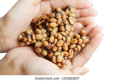 Weasel Coffee Beans On Hands