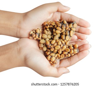 Weasel Coffee Beans On Hands