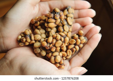 Weasel Coffee Beans On Hands