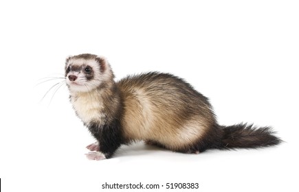 Weasel Color Steel Mitt On A White Background