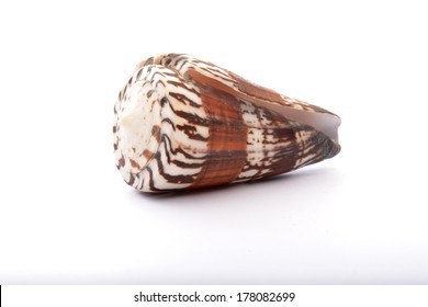 Weasel Cone Snail (Rhizoconus Mustelinus)