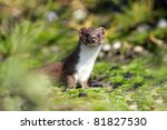 Weasel in the grass