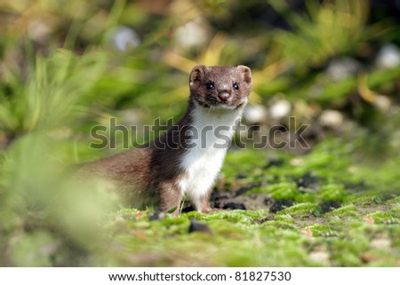 Weasel in the grass