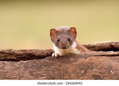 Weasel In Log