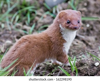 Weasel, Mustela Nivalis.