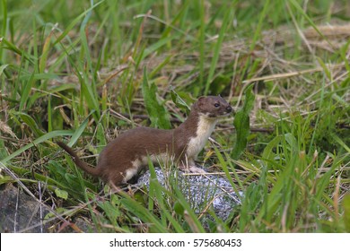 Weasel Mustela Nivalis 