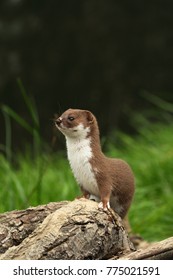 Weasel (Mustela Nivalis). Captive Animal. UK.