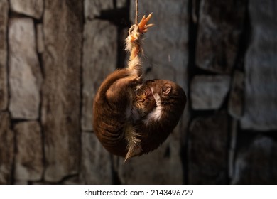 Weasel (Mustela Nivalis) Holding Onto And Eating A Dead Chick At The Screech Owl Sanctuary, Cornwall, UK.