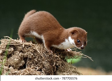 Weasel (Mustela nivalis) looking for food. Captive animal.