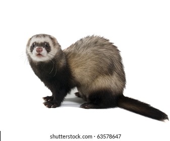 Weasel Natural Color Is Isolated On A White Background